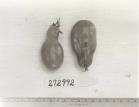Click for 1 image(s) for this accession. FRUIT